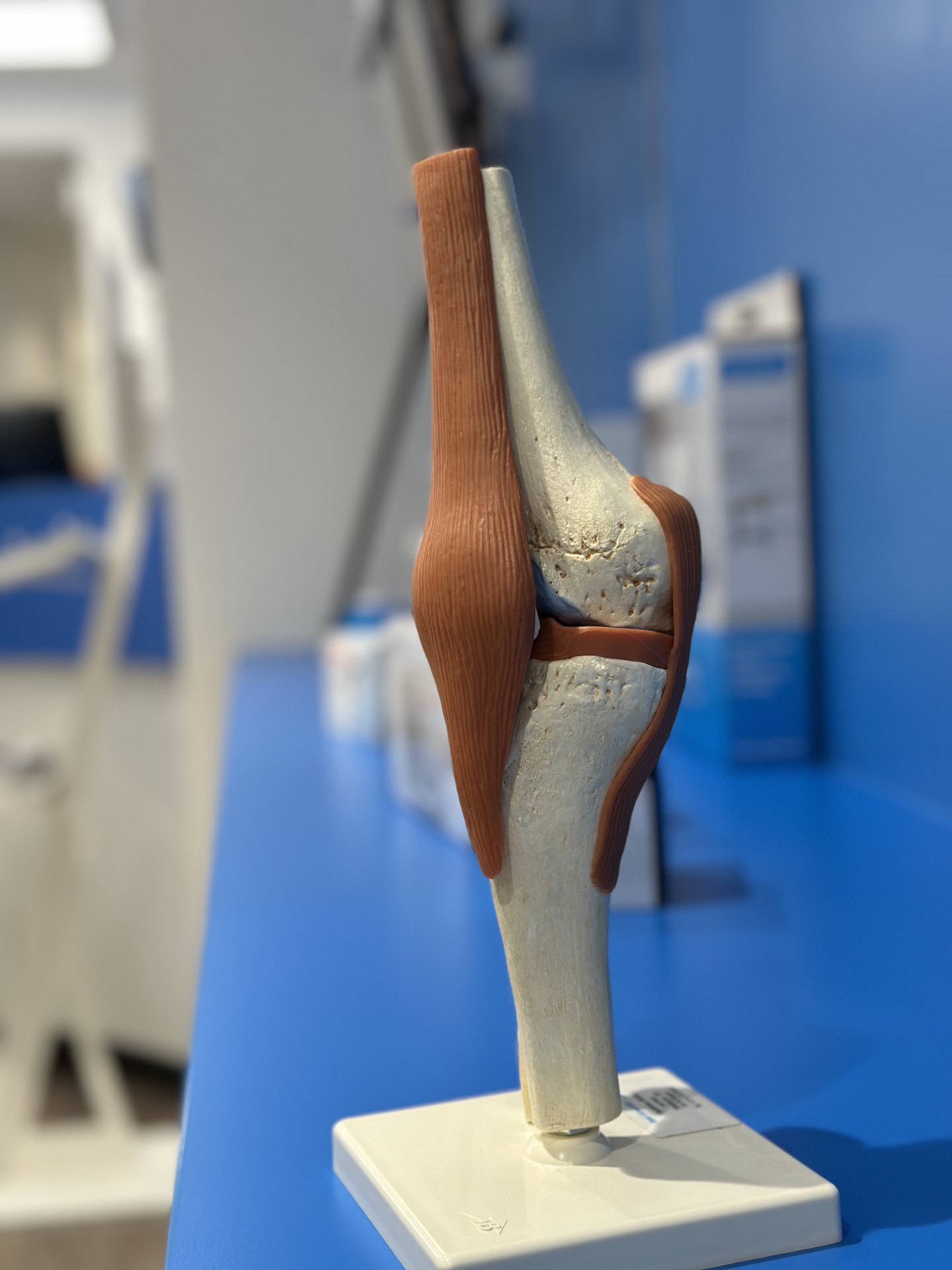 Orthopädietechnik Kniegelenk Modell